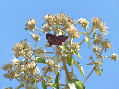 Anastrus sempiternus