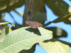 Anastrus sempiternus