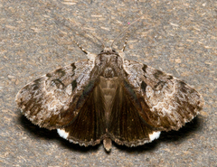 Catocala andromedae