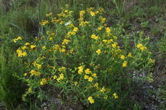 Hypericum kalmianum