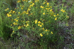 Hypericum kalmianum