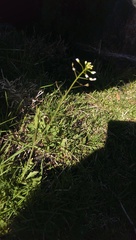 Cardamine pratensis