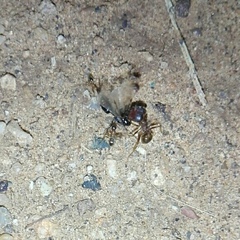 Pheidole obtusospinosa