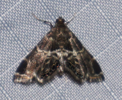 Usingeriessa onyxalis