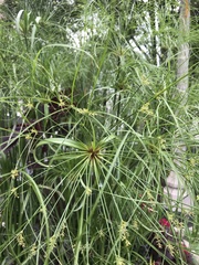 Cyperus giganteus
