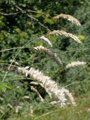 Melica ciliata