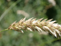 Melica ciliata