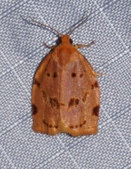 Archips rileyana