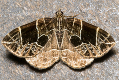 Gandaritis atricolorata