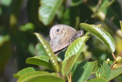 Cercyonis pegala boopis