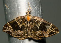 Gandaritis atricolorata