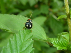 Gynandrobrotica lepida