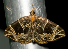 Gandaritis atricolorata