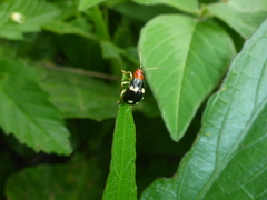 Gynandrobrotica lepida