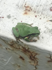 Hyla japonica
