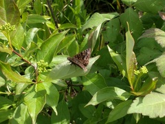 Erynnis martialis