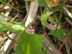 Erynnis martialis