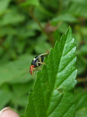 Gynandrobrotica lepida