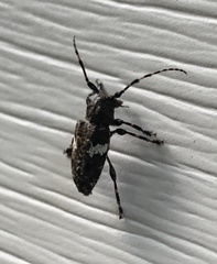 Aegomorphus quadrigibbus