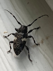 Aegomorphus quadrigibbus