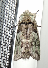 Macrurocampa marthesia