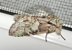 Macrurocampa marthesia