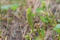 Diphasiastrum sitchense