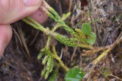 Diphasiastrum sitchense