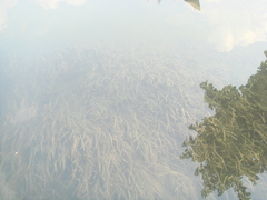 Vallisneria spiralis