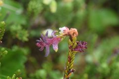 Exobasidium cassiopes