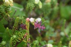 Exobasidium cassiopes