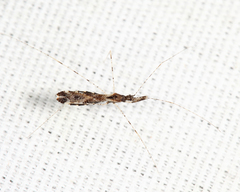 Empicoris errabundus