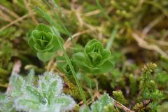 Gentiana platypetala