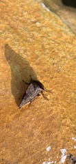 Telamonini