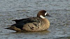 Speculanas specularis