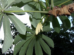 Cecropia pachystachya