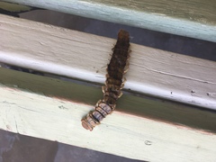Scolopendra aztecorum