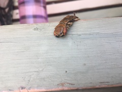 Scolopendra aztecorum