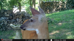 Odocoileus virginianus