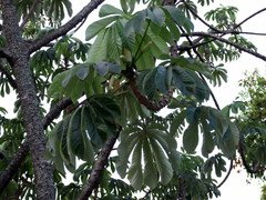 Cecropia pachystachya