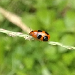 Ceratobasis koenigii