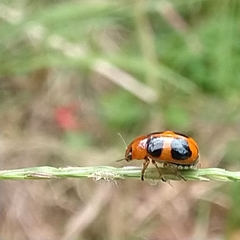 Ceratobasis koenigii