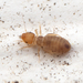 Liposcelididae - Photo 由 Thomas Shahan 所上傳的 (c) Thomas Shahan，保留部份權利CC BY-NC