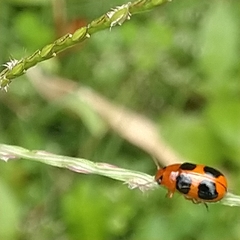 Ceratobasis koenigii