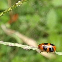 Ceratobasis koenigii