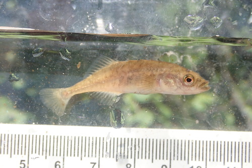 Brook Stickleback