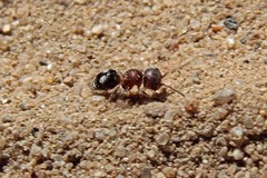 Pseudomethoca athamas