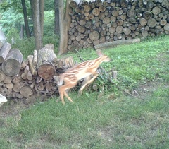 Odocoileus virginianus