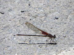 Hetaerina vulnerata