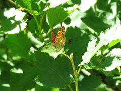 Chlosyne palla flavula